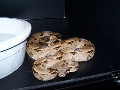 Jeff Ronne  66% het for albino