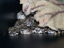 How many heads?