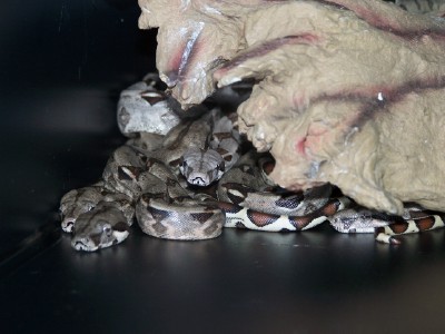 How many heads?