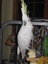 Bianco, Cockatoo