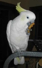 Bianco eating ziti