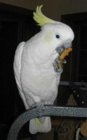 Bianco eating ziti
