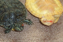 red ear sliders
