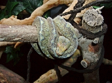 Toco