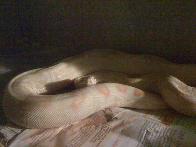 Gravid?