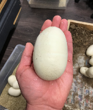 Burmese Python Egg Size