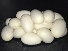 Burmese Python Eggs In Cage
