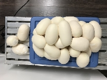 Burmese Python Egg Count