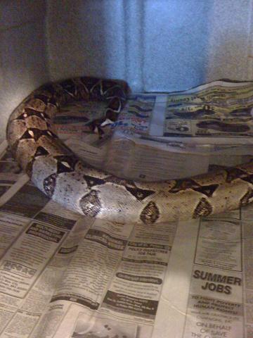 poss gravid