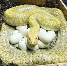 Hypo Granite on Eggs