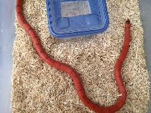 Hypo Honduran - Vanishing Pattern, adult male