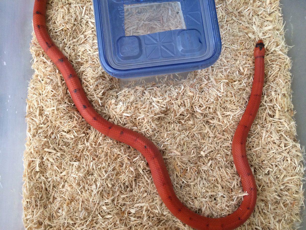 Hypo Honduran - Vanishing Pattern, adult male