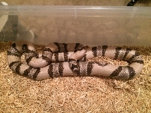 Ghost Honduran, adult female
