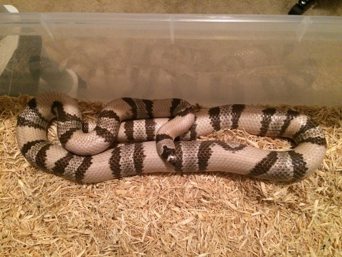 Ghost Honduran, adult female