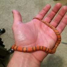 baby hypo honduran