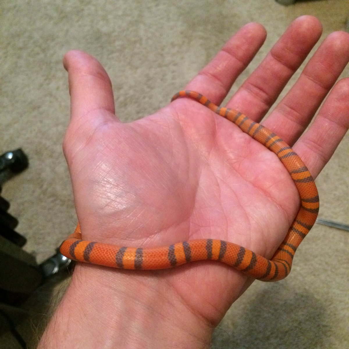 baby hypo honduran