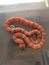 baby hypo honduran