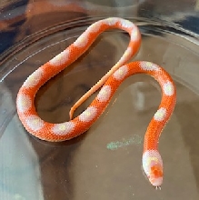 Albino Bullseye Sinaloan Milk