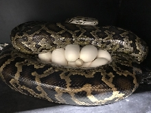 Burmese Python On Eggs