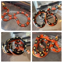 Splotched Sinaloan Variety