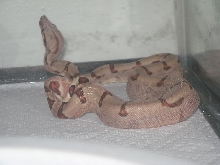 Salmon Boa?
