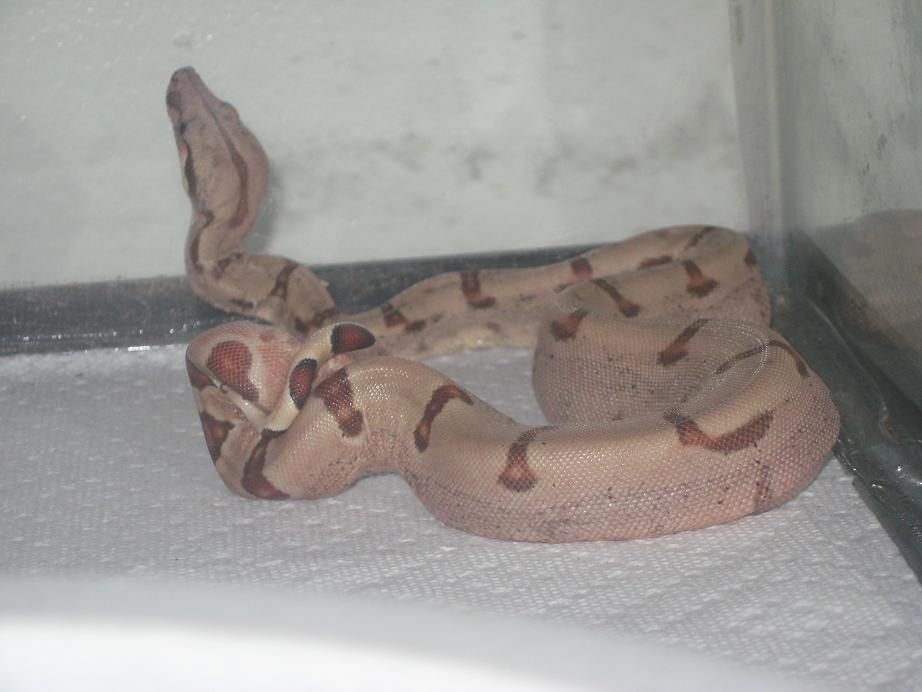 Salmon Boa?