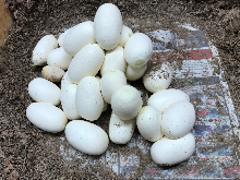 Burmese Python Eggs