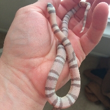 Ghost Honduran - het albino