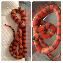 hypo Honduran comparison