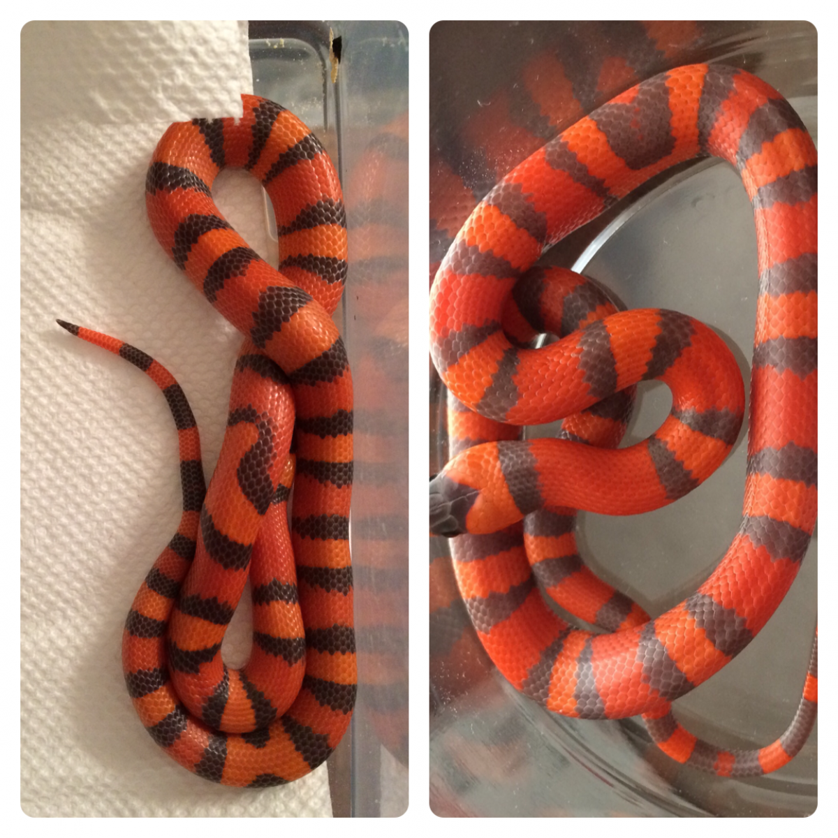 hypo Honduran comparison
