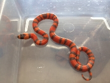 Hypo Honduran - het vanishing pattern