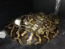 Burmese Python On Eggs