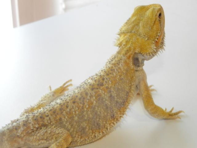 Desi1