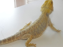 Desi2
