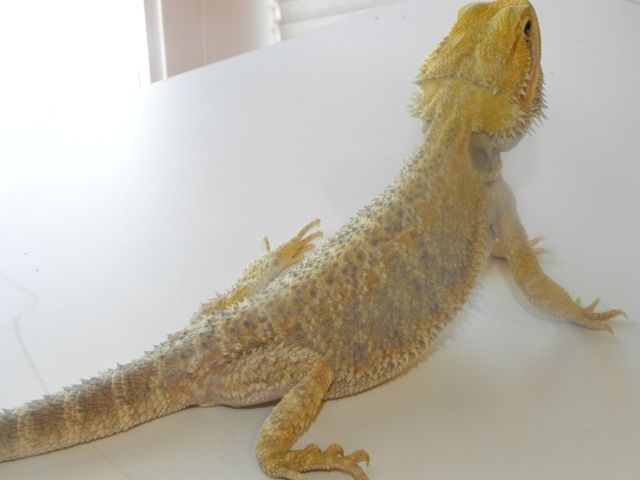 Desi2
