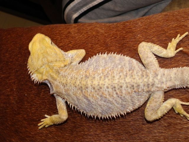 Desi4