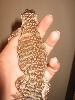 Sprinkles Back