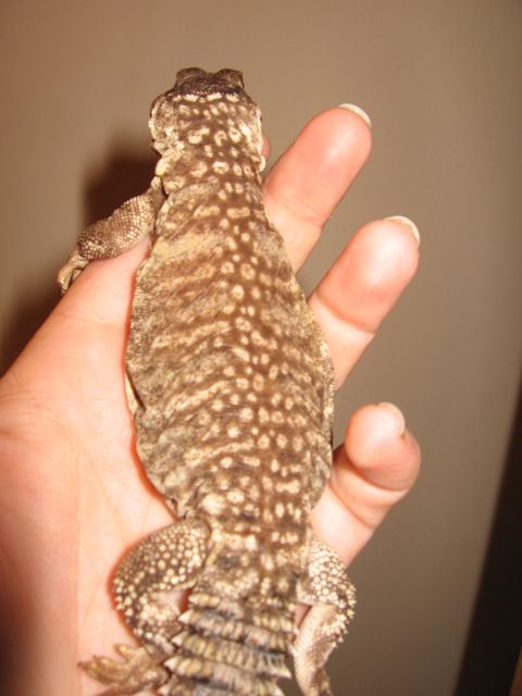 Sprinkles Back