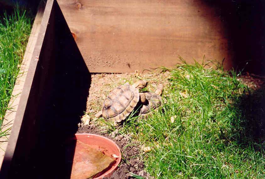 Chaco pair