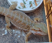 Rufus