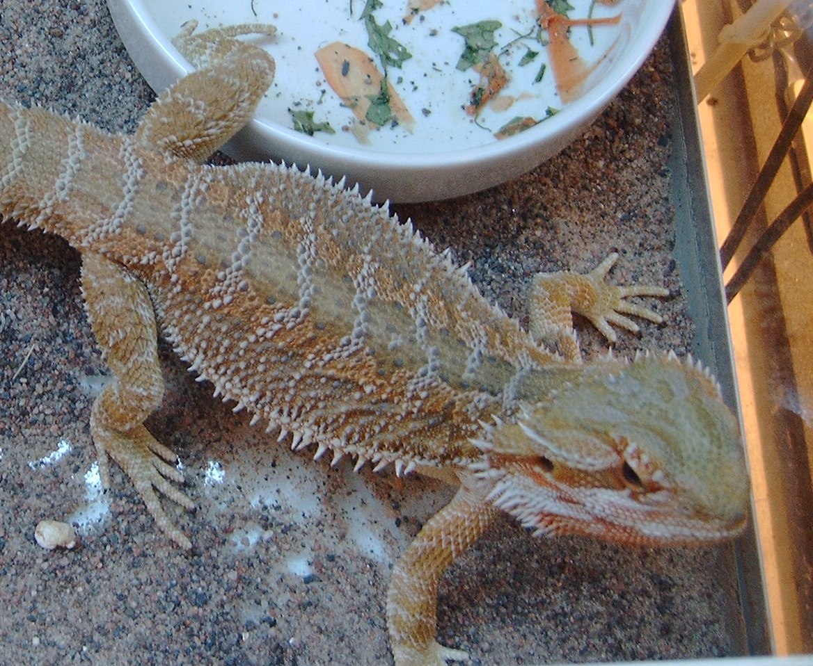 Rufus