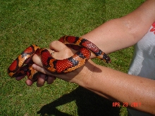 Honduran over Corn Cross