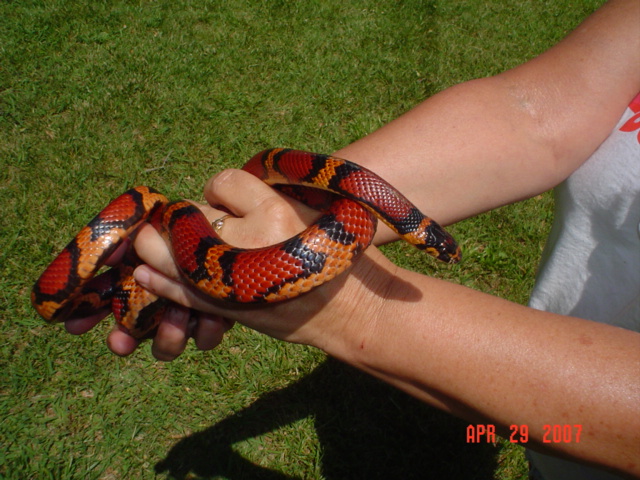 Honduran over Corn Cross
