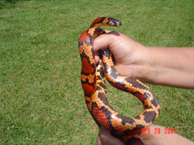 Honduran Jungle Corn