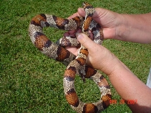 hybrid corn