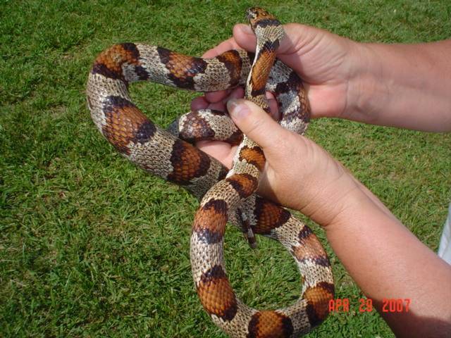 hybrid corn