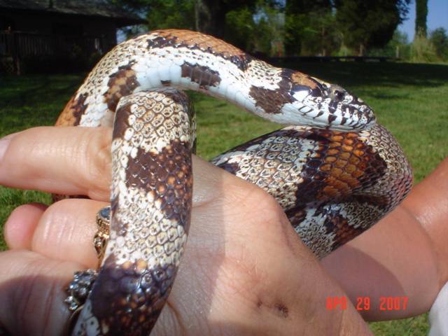 Hybrid Corn