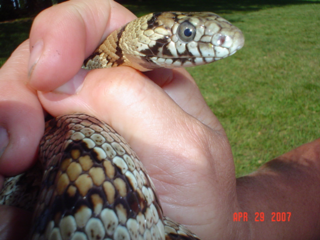Greyband X Corn Alterna Phase Head Shot