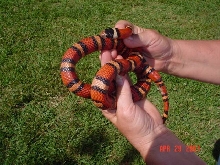 Az Mountan King X Orange Thayeri