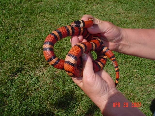 Az Mountan King X Orange Thayeri